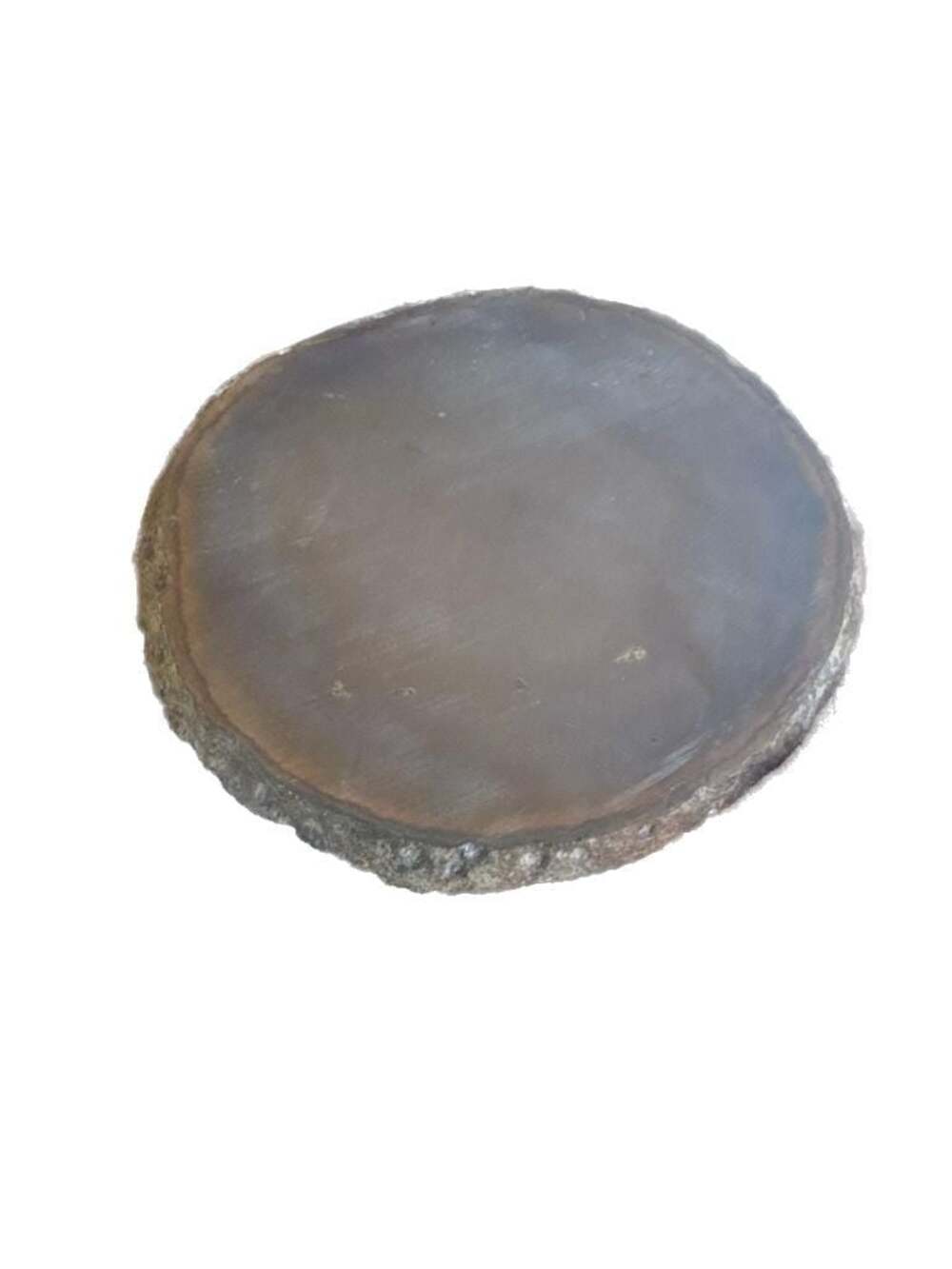 Mazon Creek Fossil Essexella Jellyfish Siderite Nodule Slice